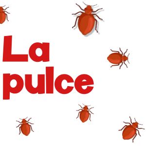 La pulce